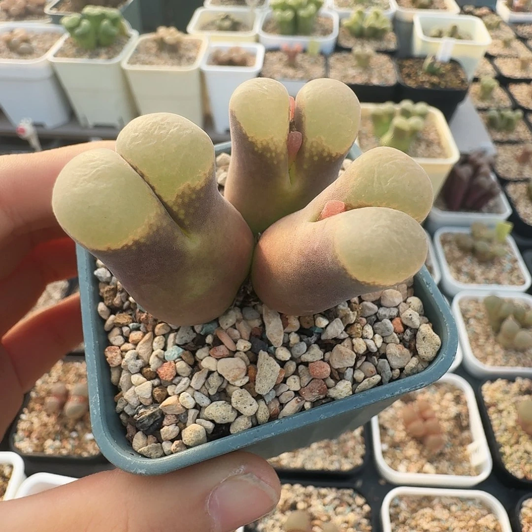 多肉植物福利风铃