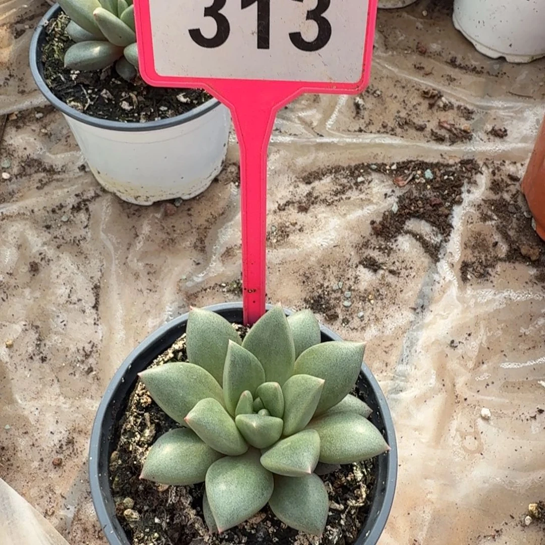 多肉植物琅琊单头313