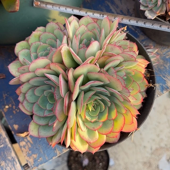 牡丹亭139 多肉植物一物一拍