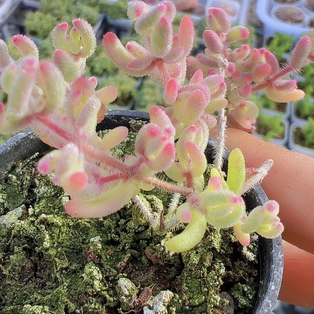 红宝石锦19包邮多肉植物