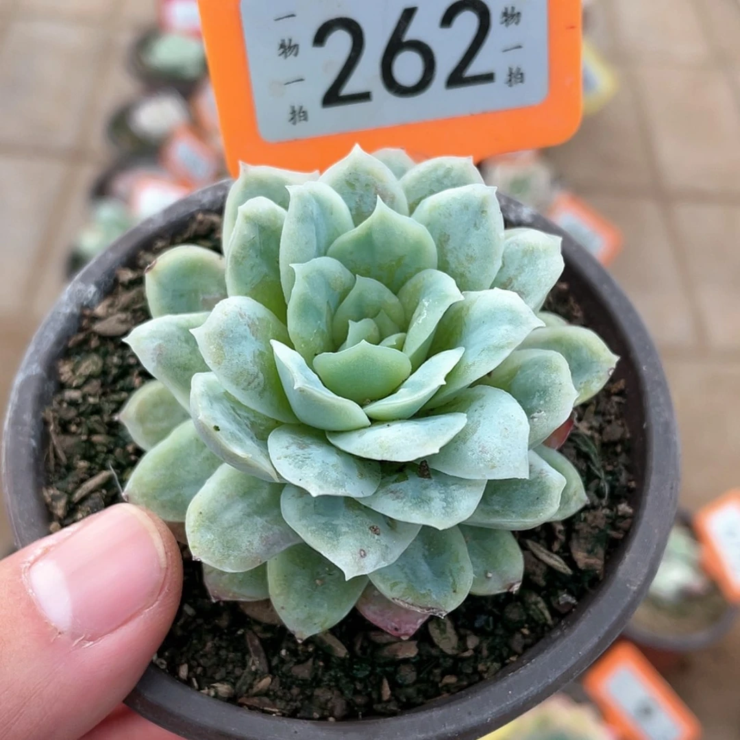 【闪购商品】262号