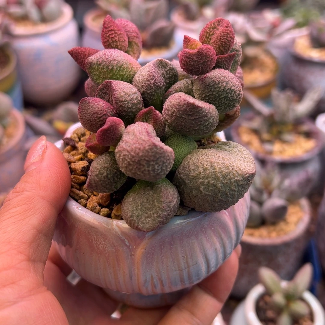 小***r水蜜桃。  带盆。