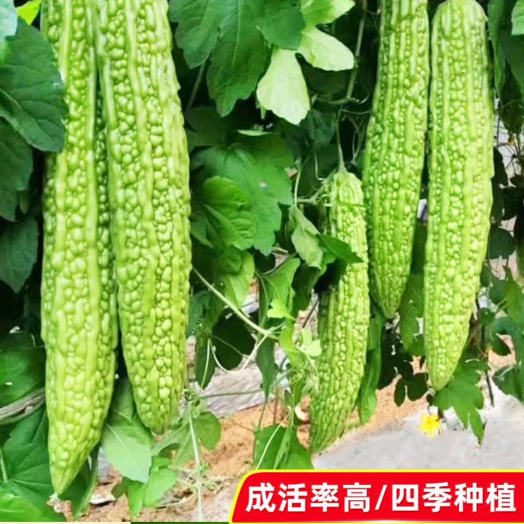 高产长绿苦瓜种子青皮四季抗病特大绿苦瓜种籽耐热抗低温农家蔬菜