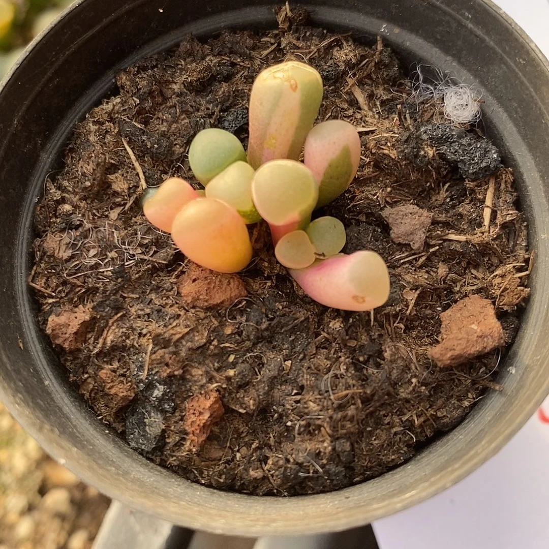 人***症2119五十铃玉锦一颗。