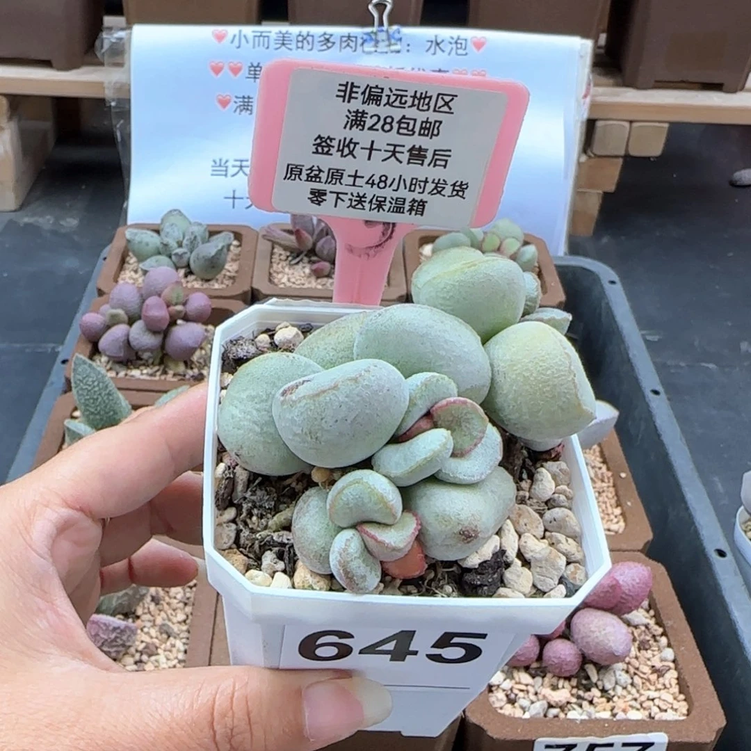 645硬叶白蛋微瑕多肉植物