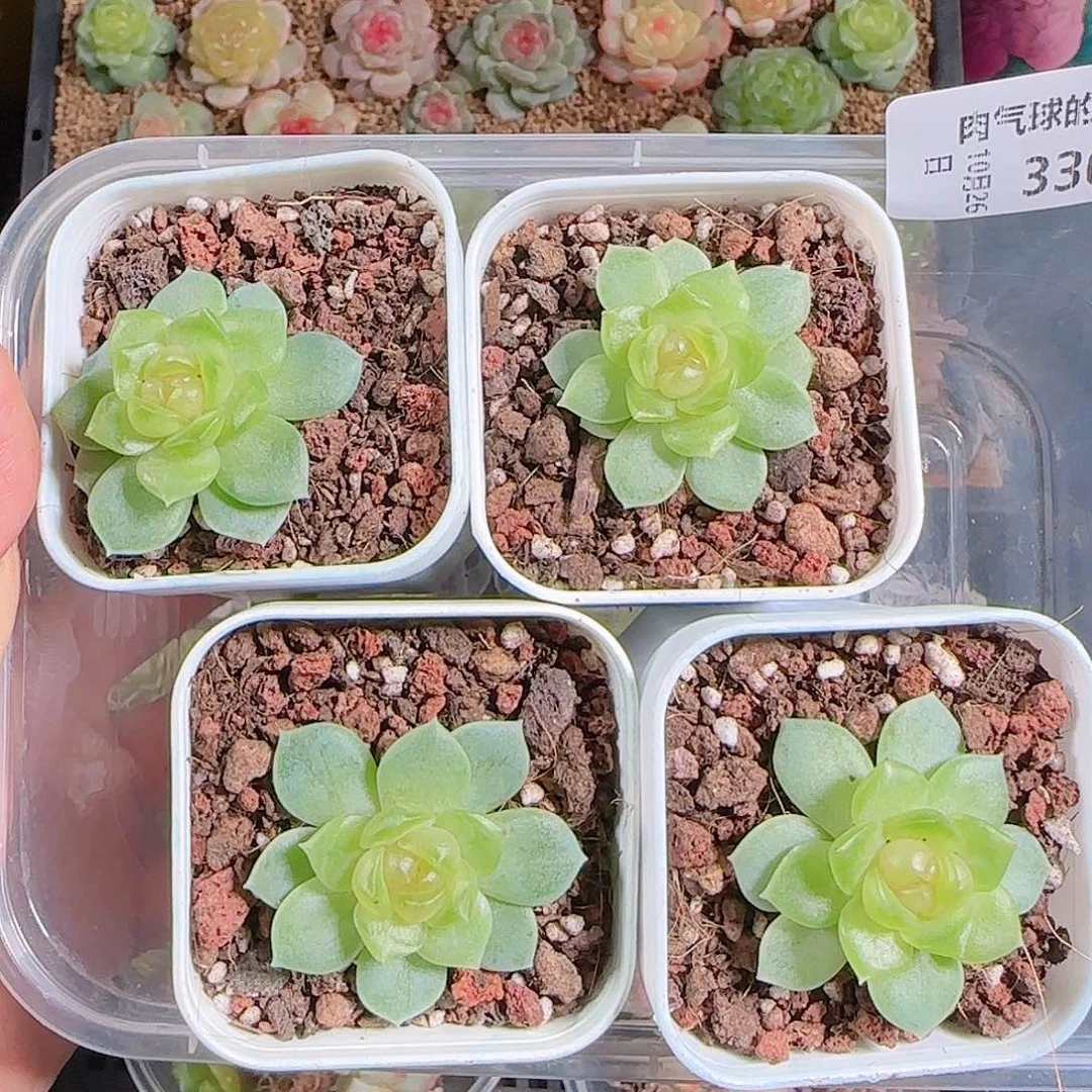 1026-330碧琉璃任意发一物