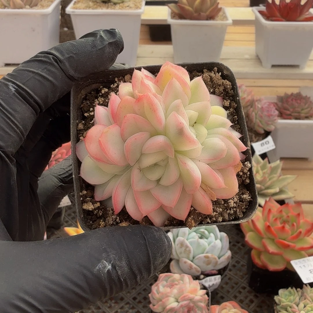 1114-91雪鸢锦群生