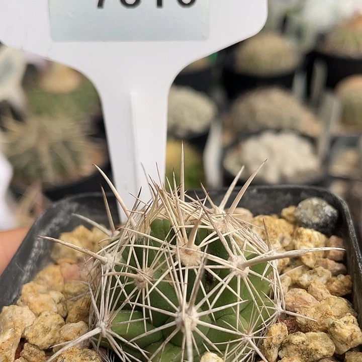 7816 白鹰实生裸根发货