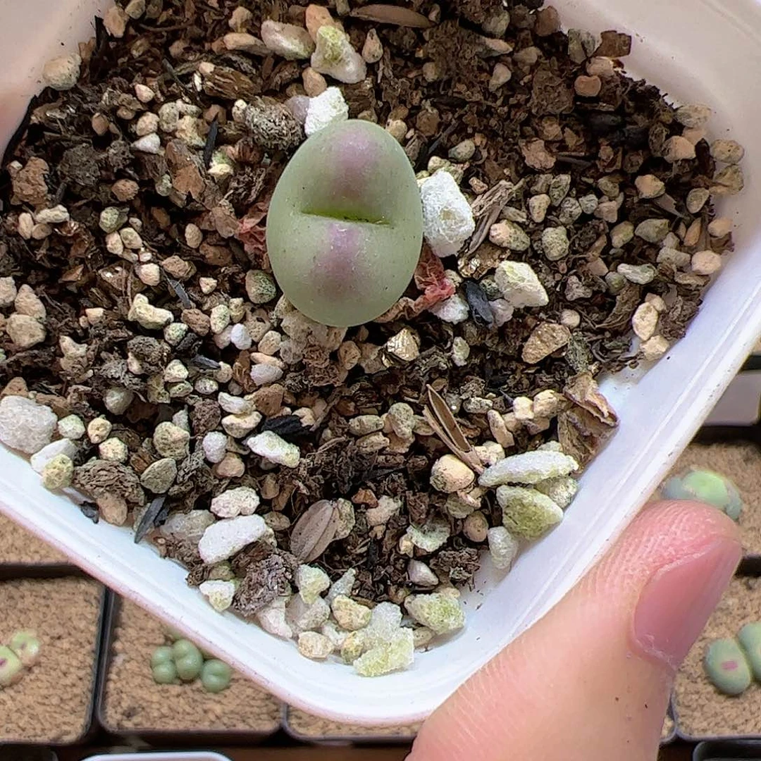 【闪购商品】503 桃杂
