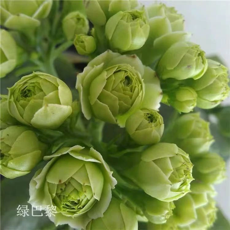 【绿巴黎】重瓣大花长寿花带花苞原盆原土好养四季茶室开花