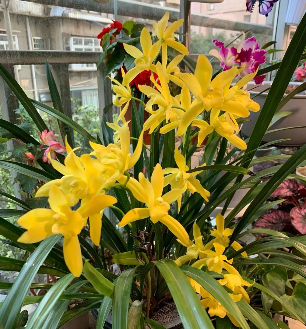 超值【黄金小神童】1-3花剑带花发货已开花介意勿拍