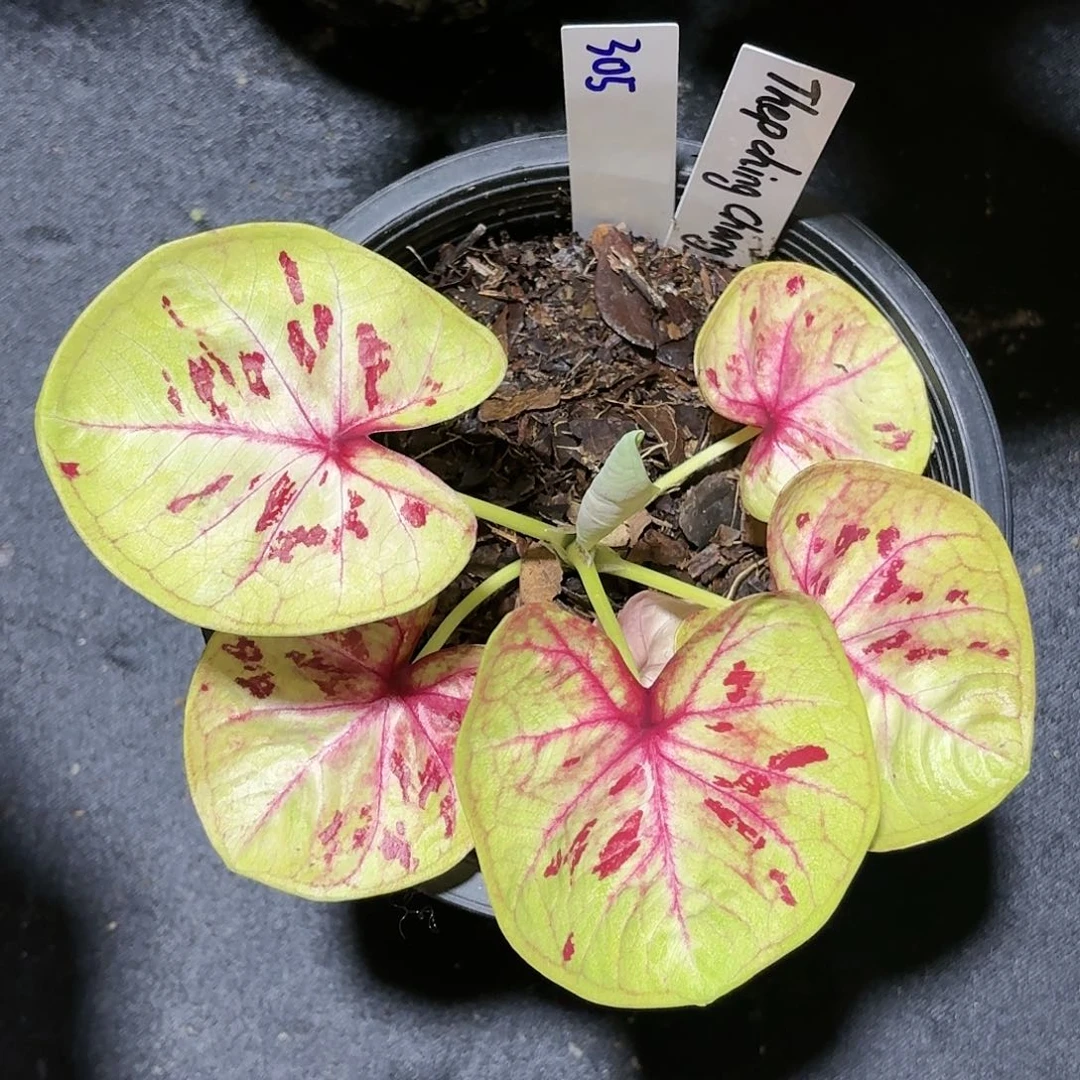 妮*304.5-0115真正的神彩叶芋泰国发货