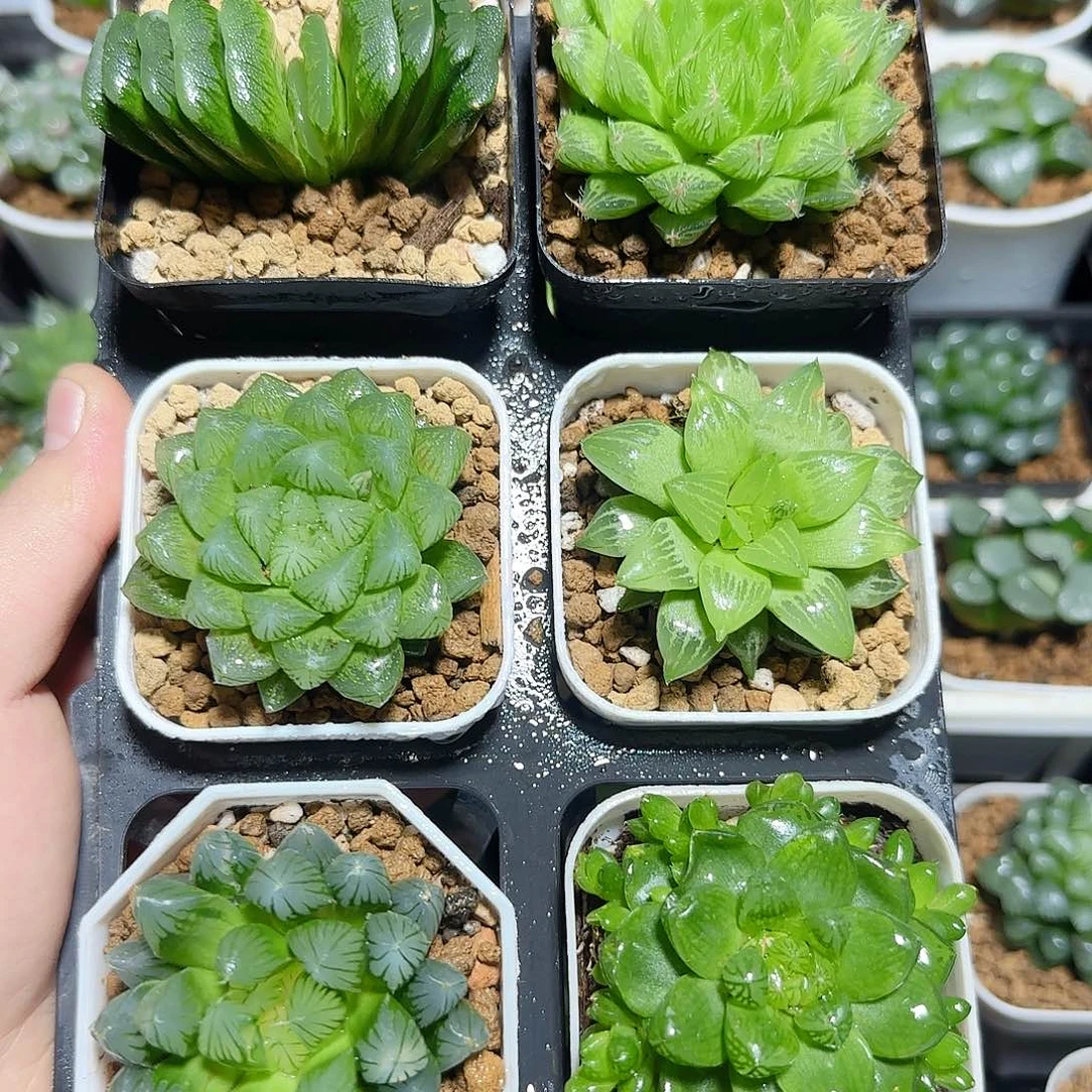 六颗福利原盆原土