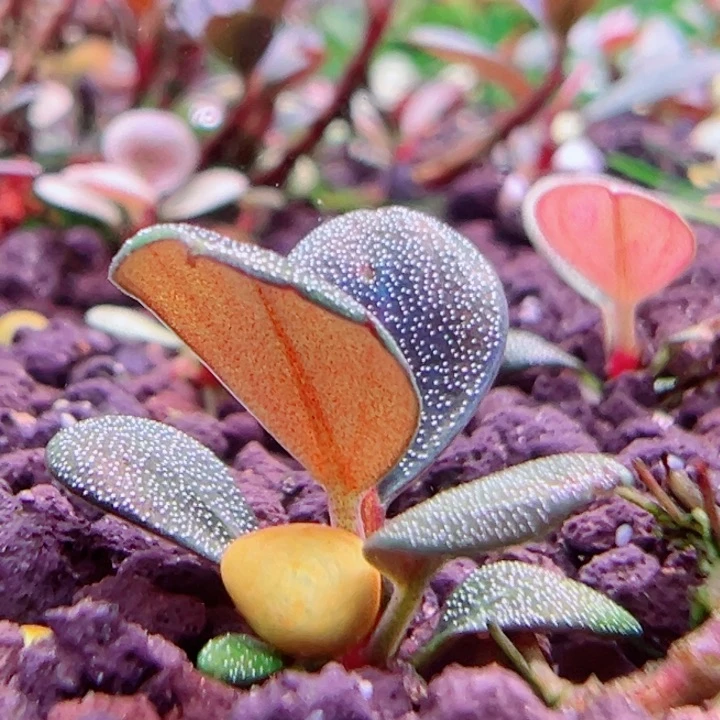 福利88号福利价植物一头