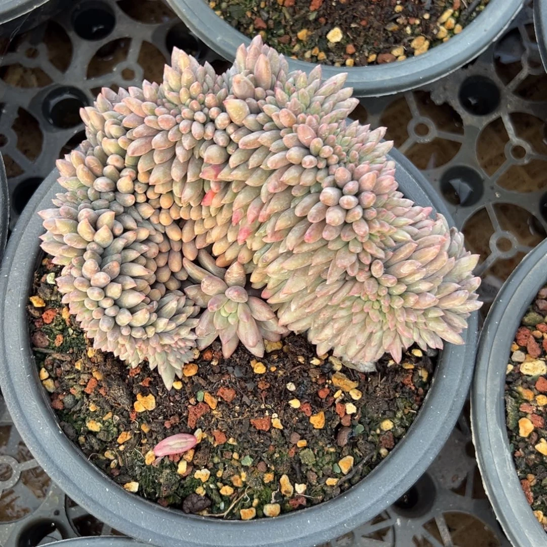 车厘子缀多肉植物15.8