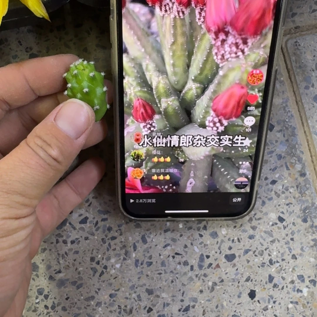 212红水仙2个无根侧牙小软，20包邮