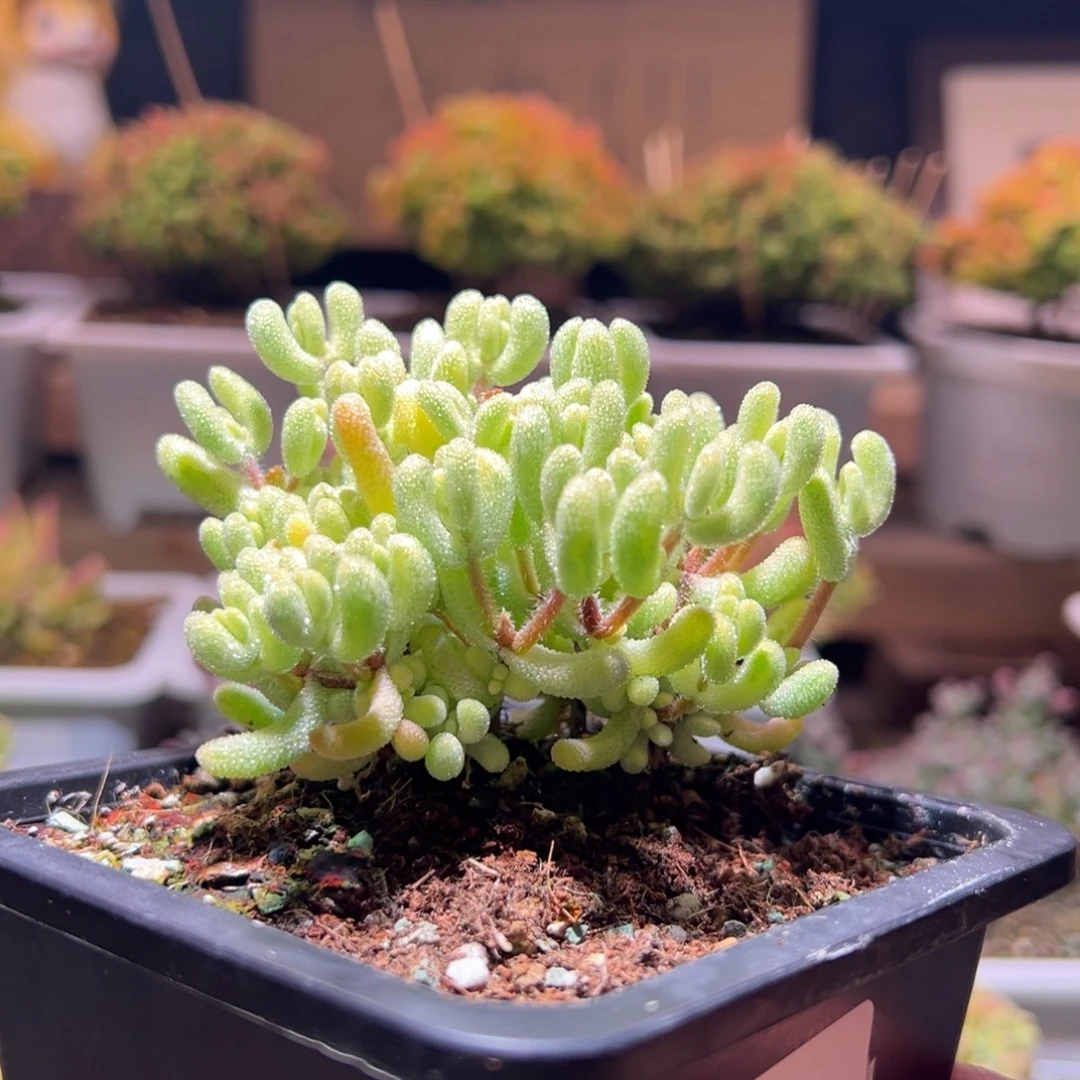 399超白一物一拍包开箱