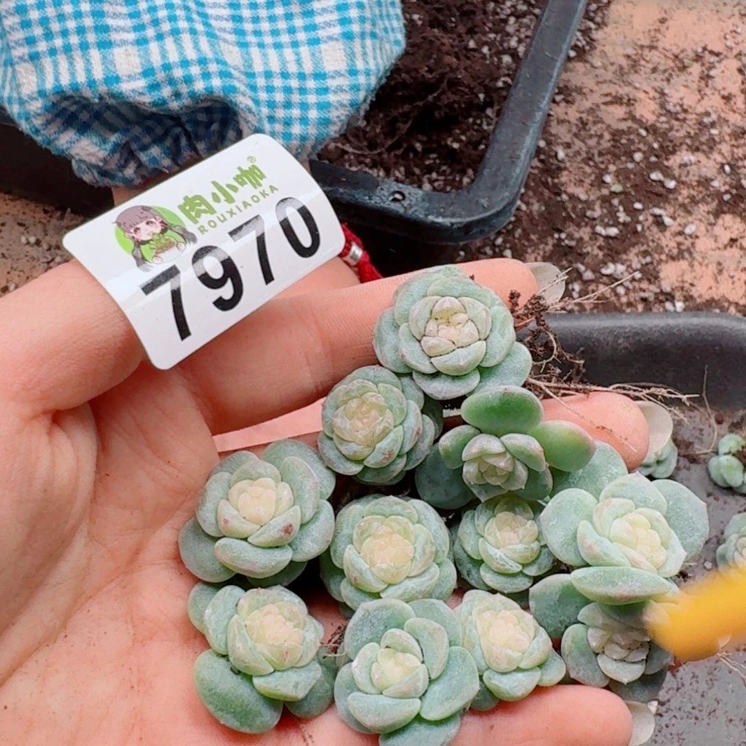 暖***5多肉植物多肉植物