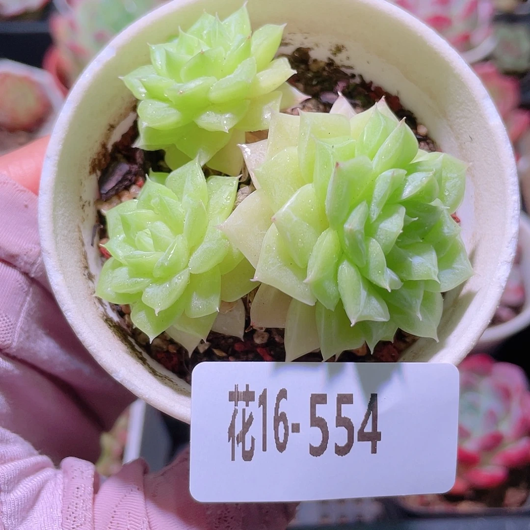 花利美16-554白天鹅