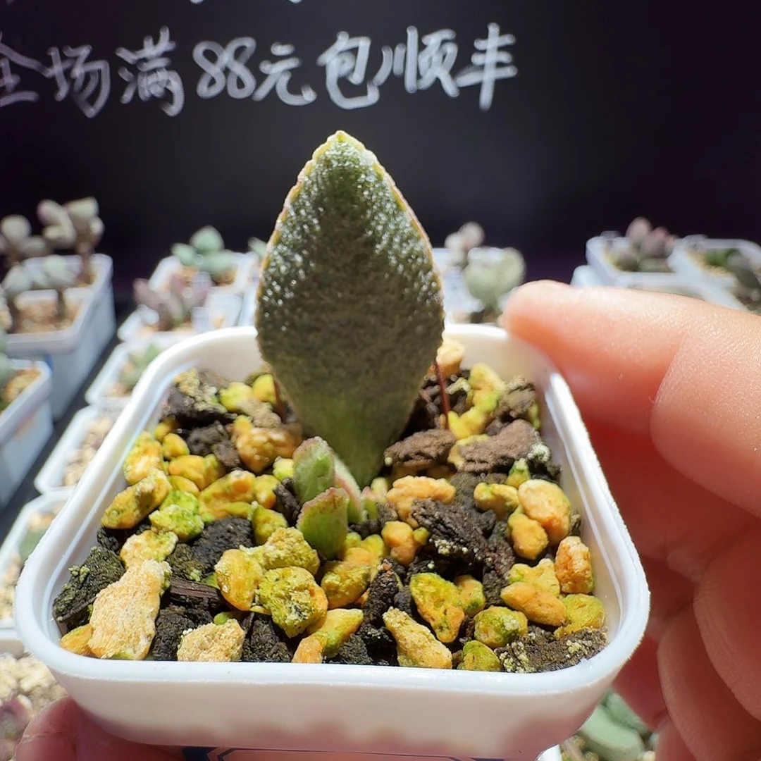 特价水泡，带盆发货，满88包邮
