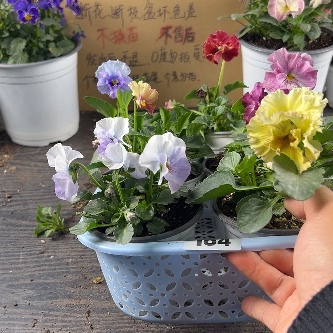 大部分花苞少量开放164号
