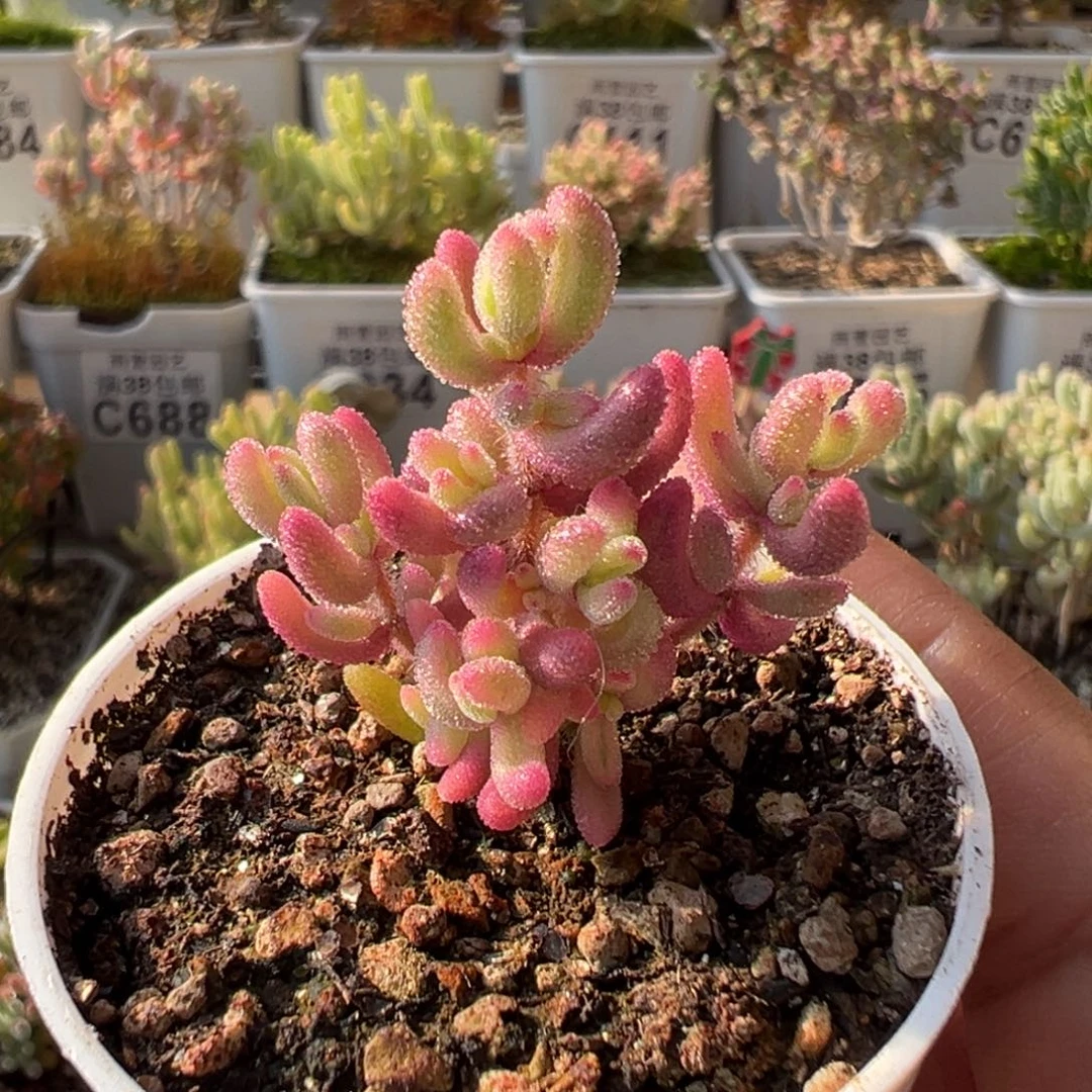 2-870红宝石锦五圆盆