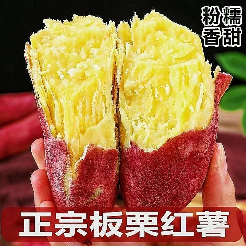xs正宗板栗红薯新鲜现挖沙地粉糯香甜板栗红薯现挖现发