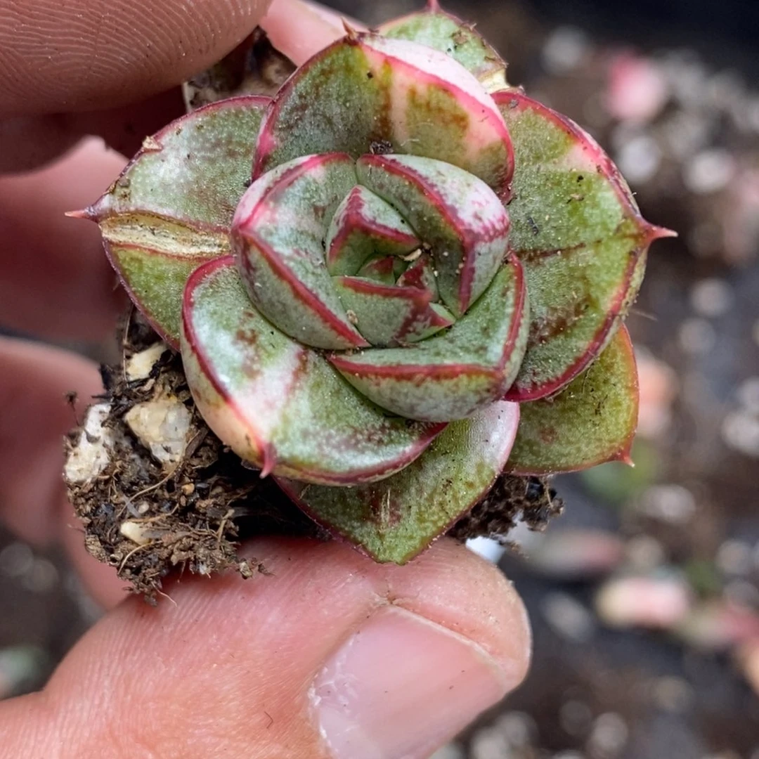 无**果1124麒麟座锦 小方花圃一物一拍