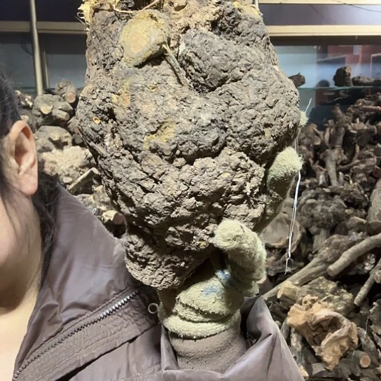 香榧木为**留火琉璃的故事毛料摆件