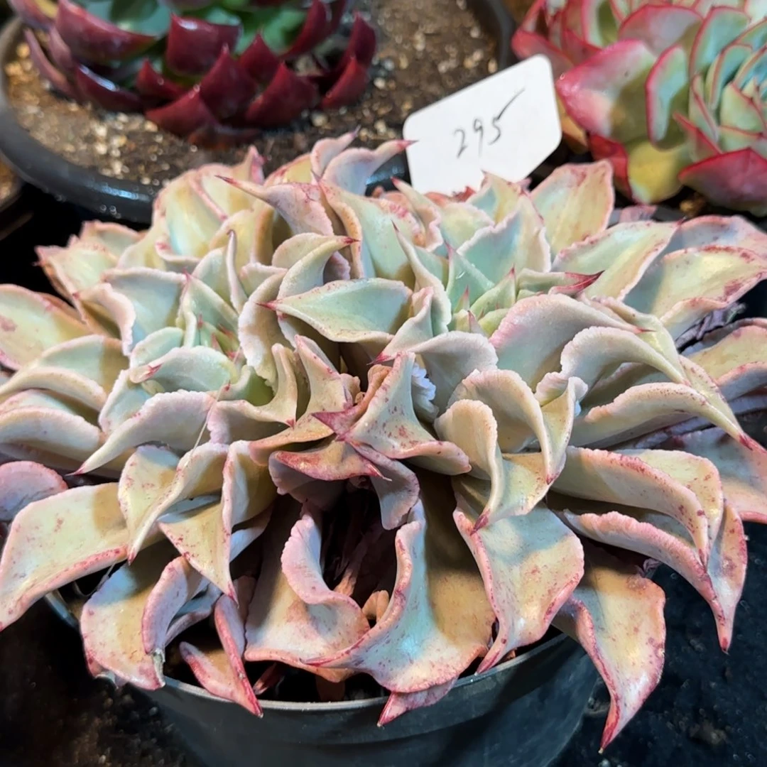 饺子皮惊鸿一物一拍包装收缩花旱