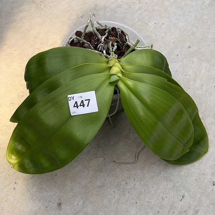 当前无花栽培后可以开花4.5寸杯BKH2119