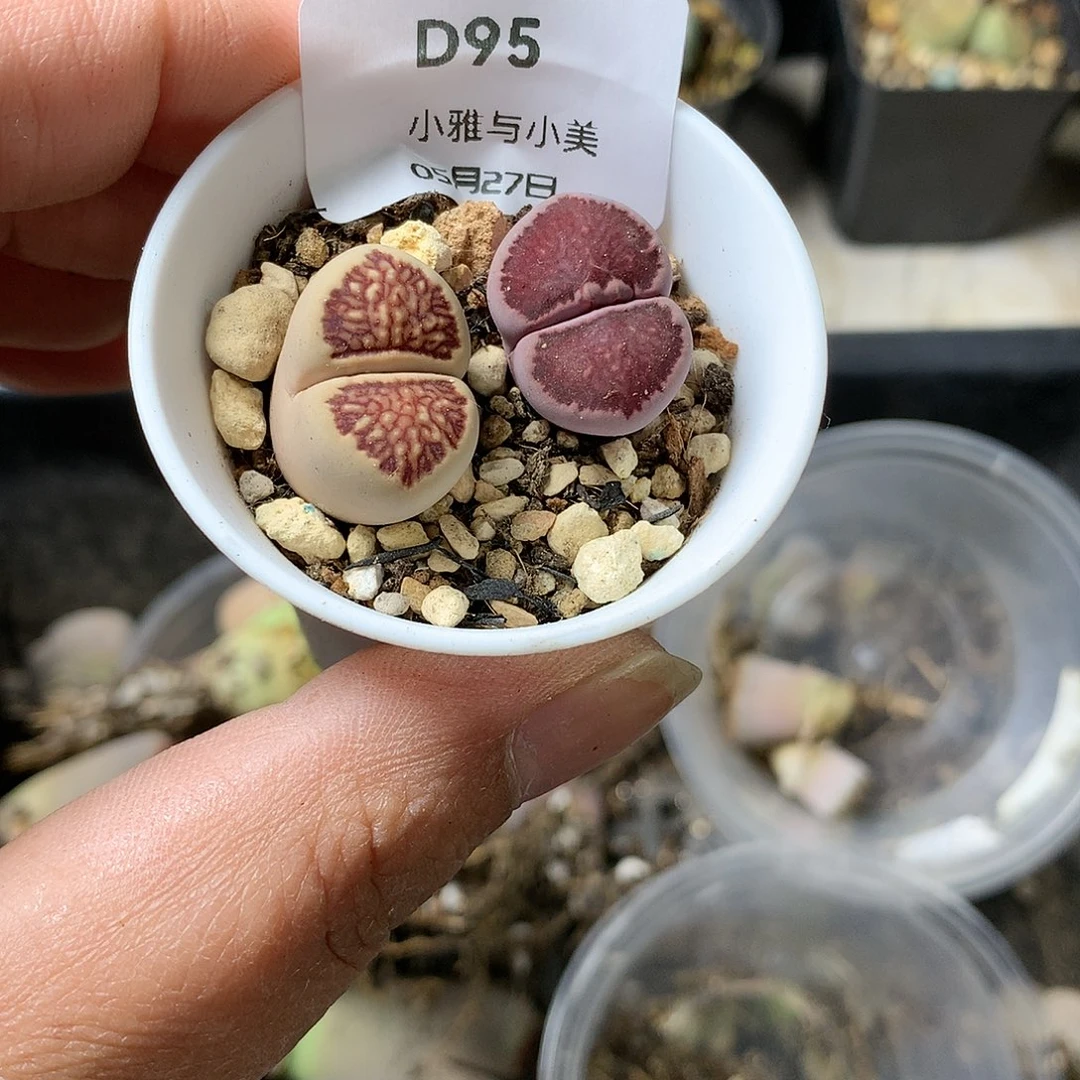 D95多肉植物保护研究所