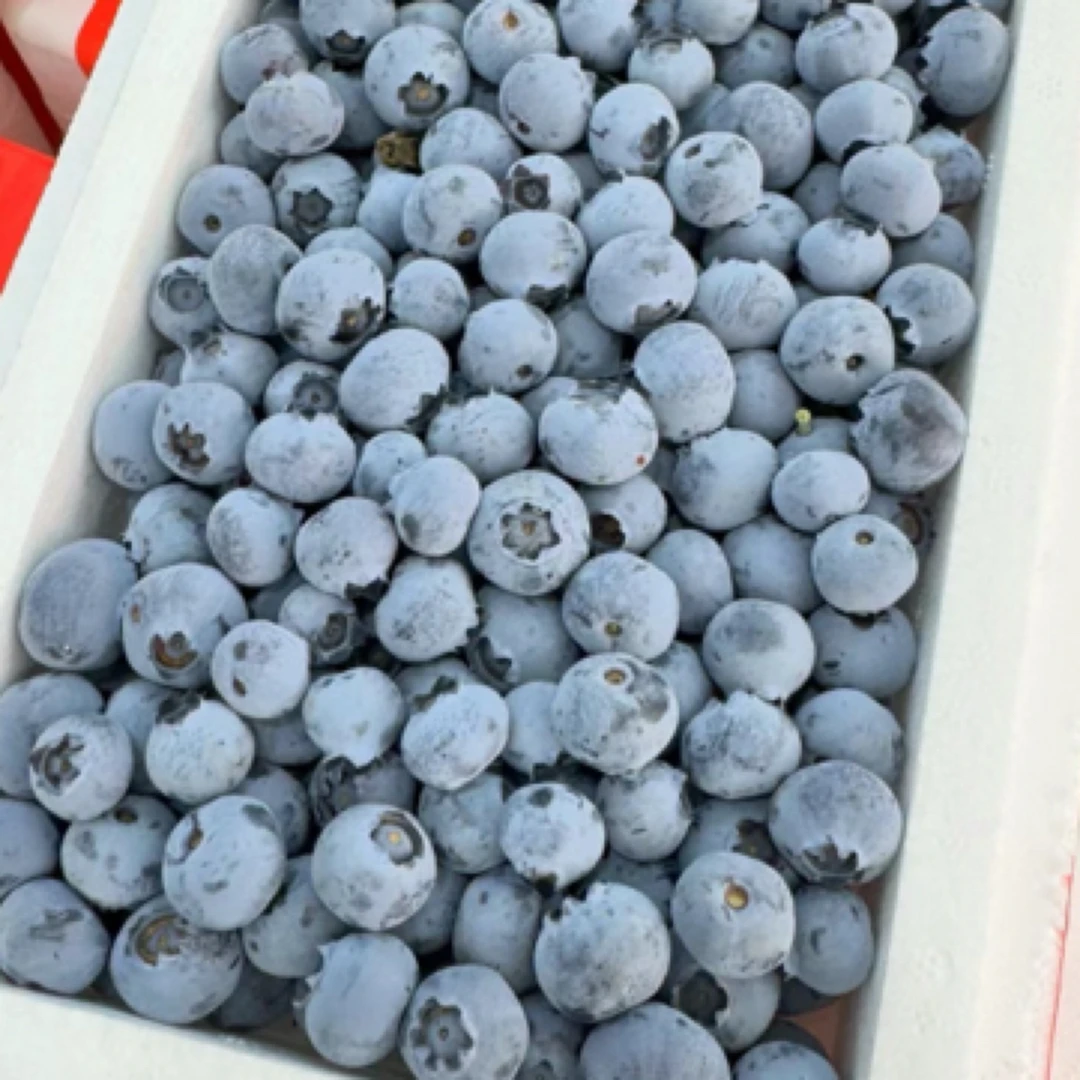 性价比爆棚 一箱云南蓝莓mmg云南省