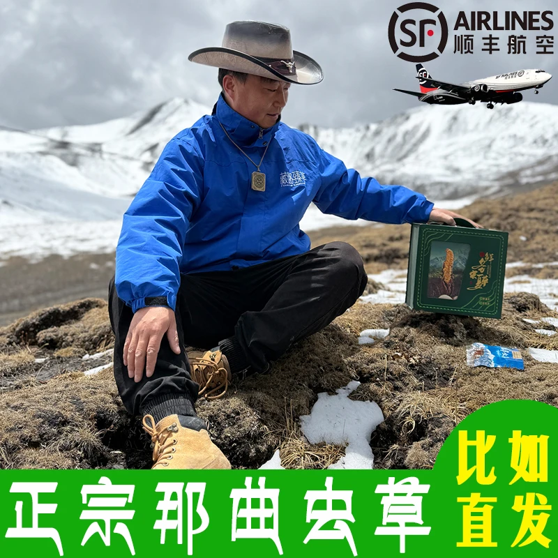 西藏那曲天然野生新鲜冬虫夏草0.5~0.6g/根头期干刷虫草 比如直发