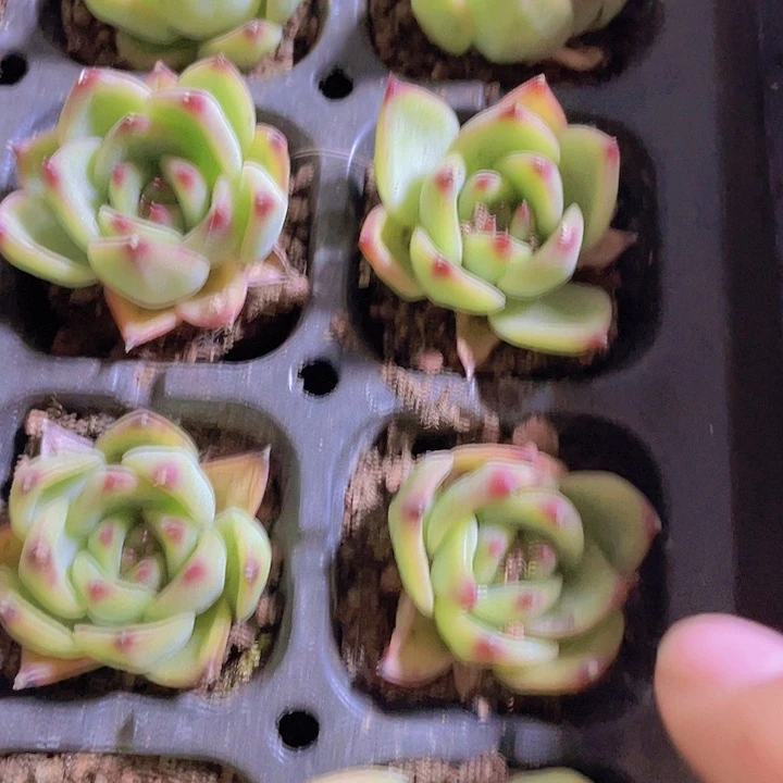 18精品月亮石2颗一组