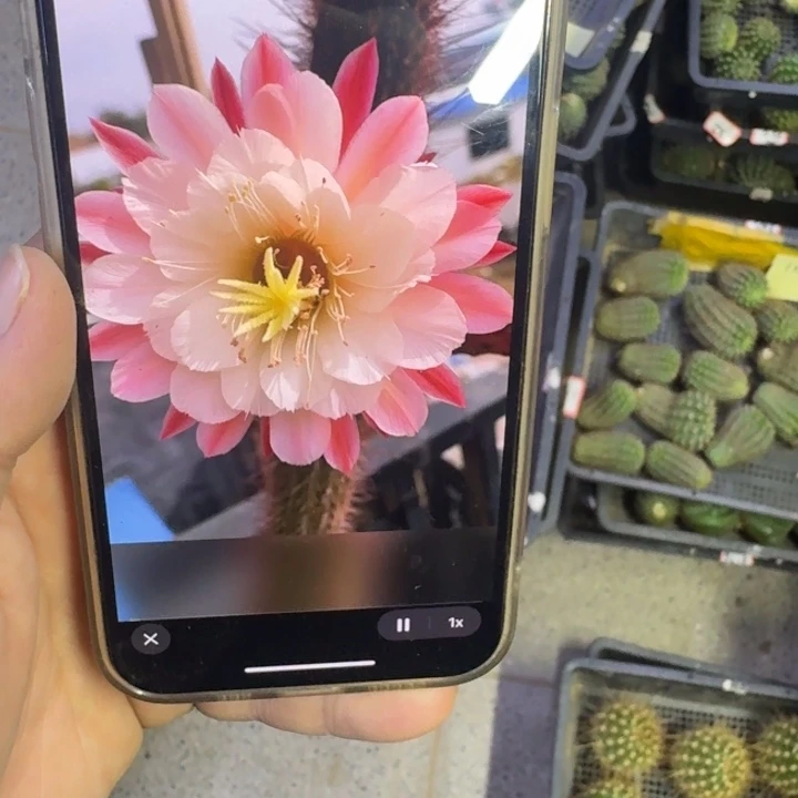 249金妞少女心无根侧牙4公分左右，20包邮