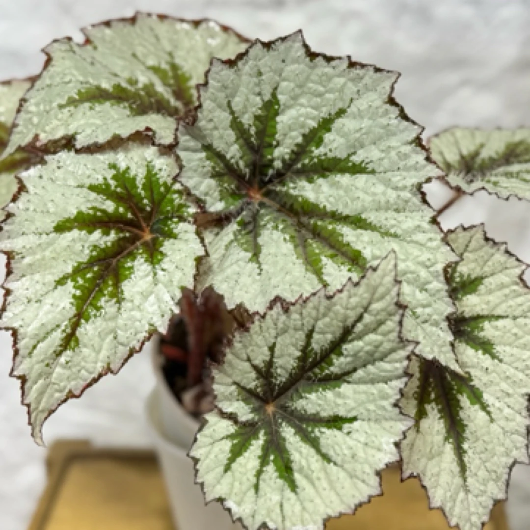 绿野春雪秋海棠 (图克X奥斯卡)