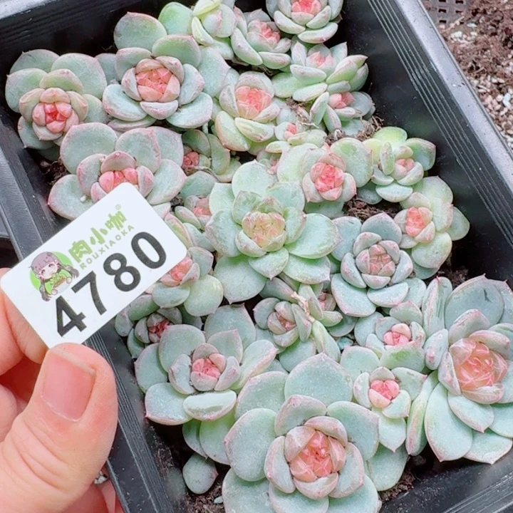 蜡***子多肉植物多肉植物