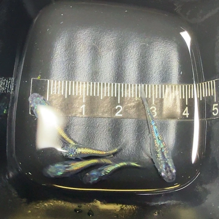 海水鱼37号拍品海王星