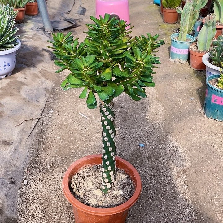 蓝***姬完全开放无刺霸王鞭