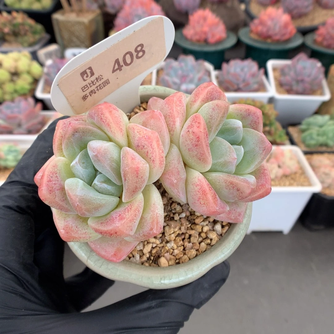 408 粗腿冰玉多肉