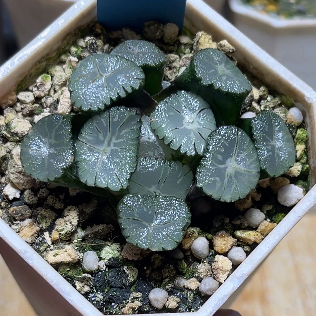 恭喜发财大吉大利0456