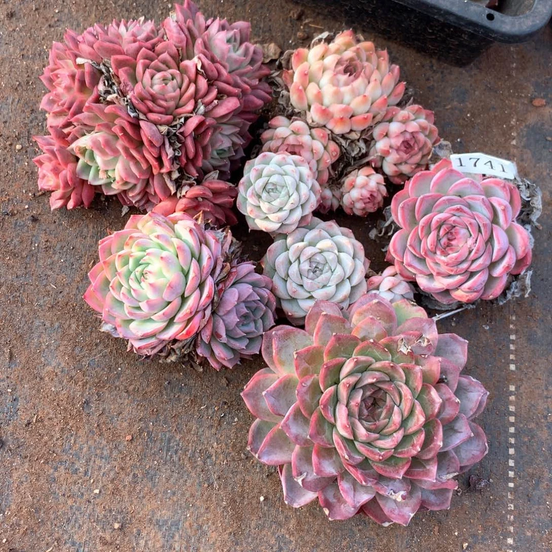 陌**开1741瑕疵不售后6颗