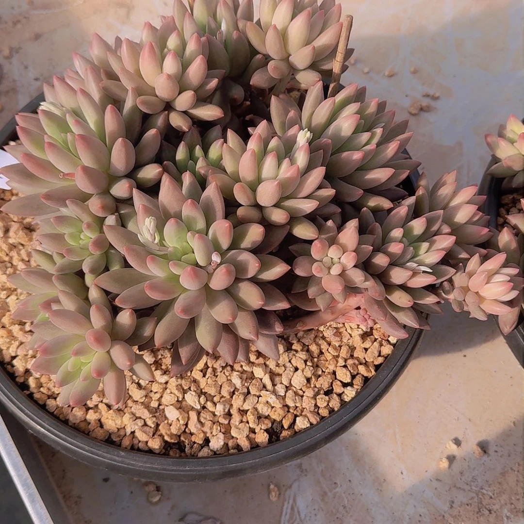 云*0142红蜻蜓多肉植物