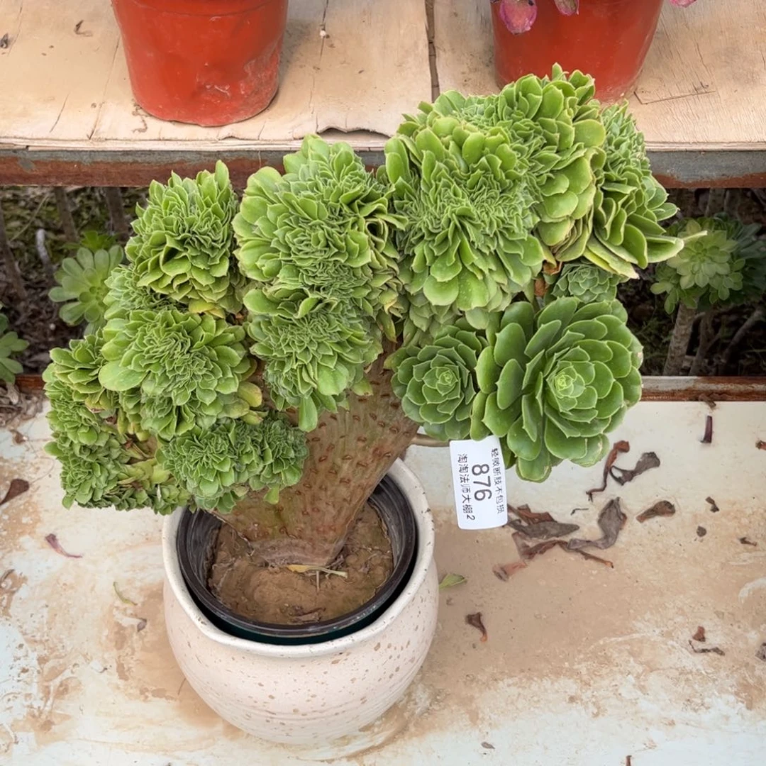 876绿羊绒缀化多肉植物法师