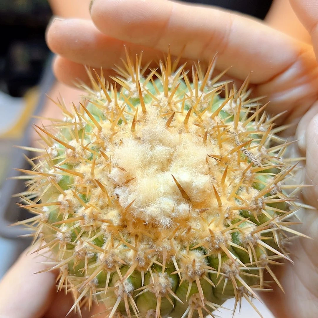 晚8号金刺孤龙无根含刺9公分