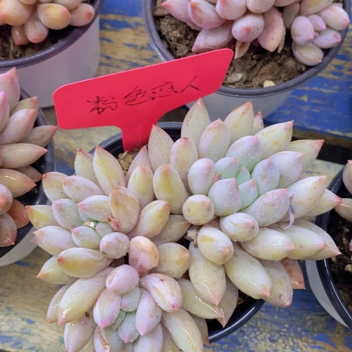 多肉植物，开心多肉