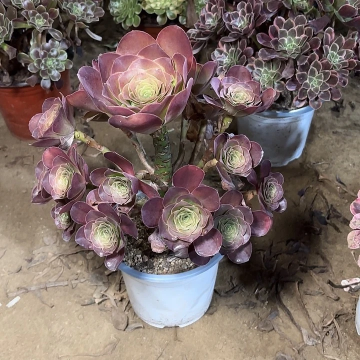 多肉植物法师魅金43