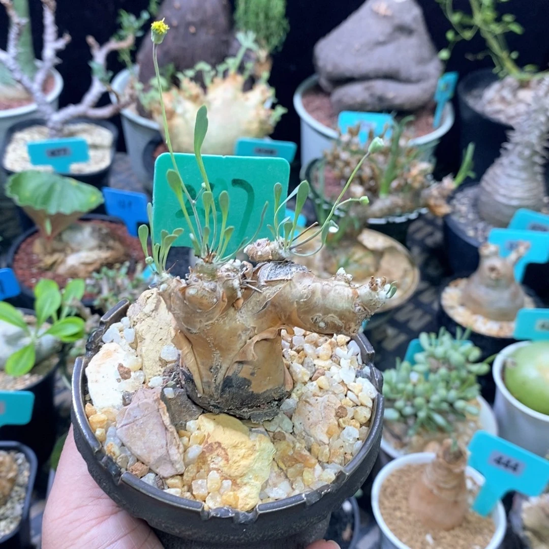 开普敦厚炖菊多肉植物