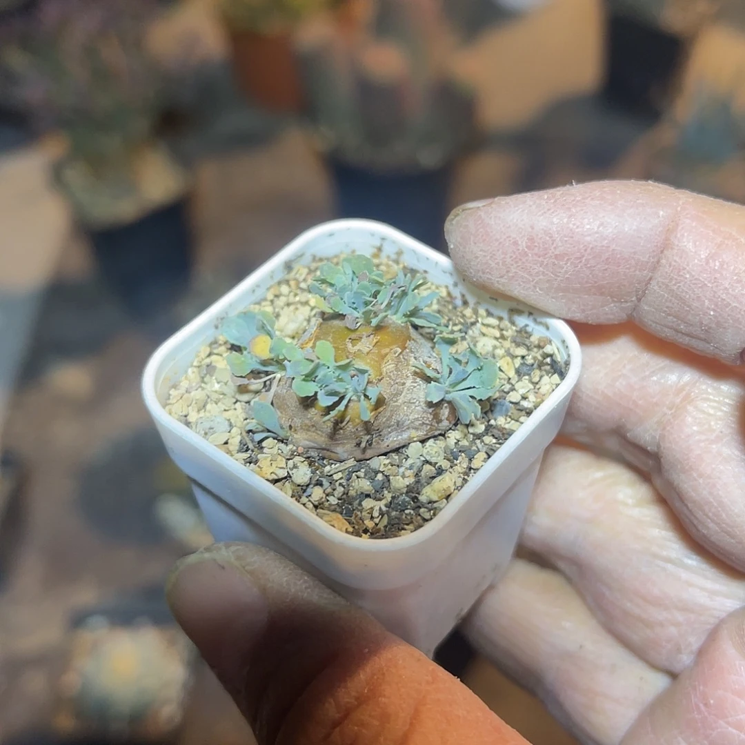 实生格加厚敦菊一物一拍